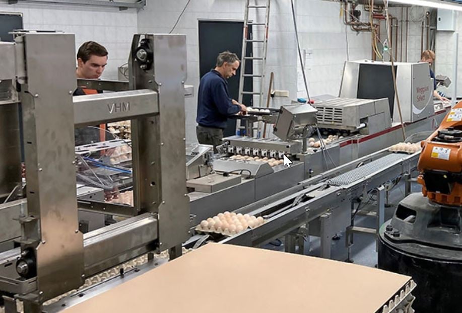 broiler breeder