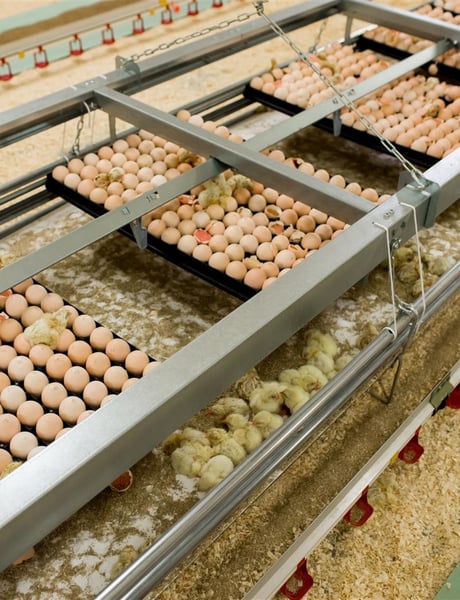 Solution pillar broilers (1)