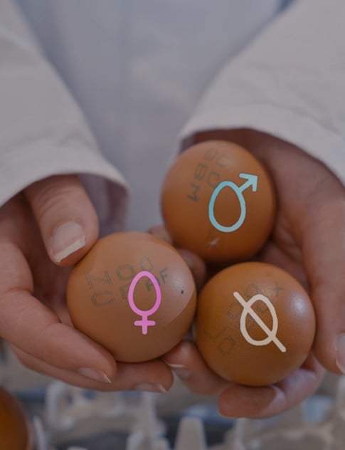 Oplossing pijler broederij - in-ovo sexing